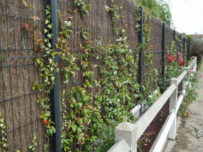 Aménagement d'une clôture végétalisée brise vue à Montivilliers 76